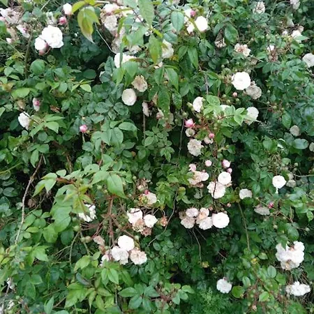 Ceaser's Is A Cosy 1 Bedroom Lahinch