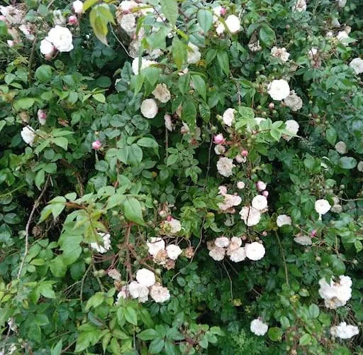 Ceaser's Is A Cosy 1 Bedroom להינץ'